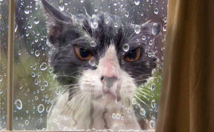 A cat sitting in the window looking upset with rain drops on it 
