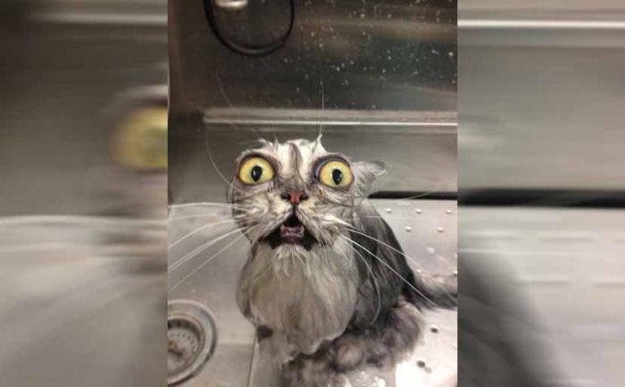 A cat sitting in the sink wet with its eyes opened wide 