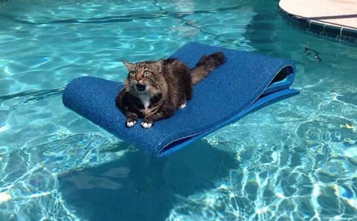 A cat sitting on a yoga matt inside of a pool with a scared look on his face 