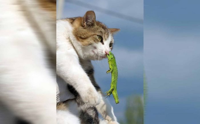 A lizard holding on to a cat’s nose while hanging in the air 