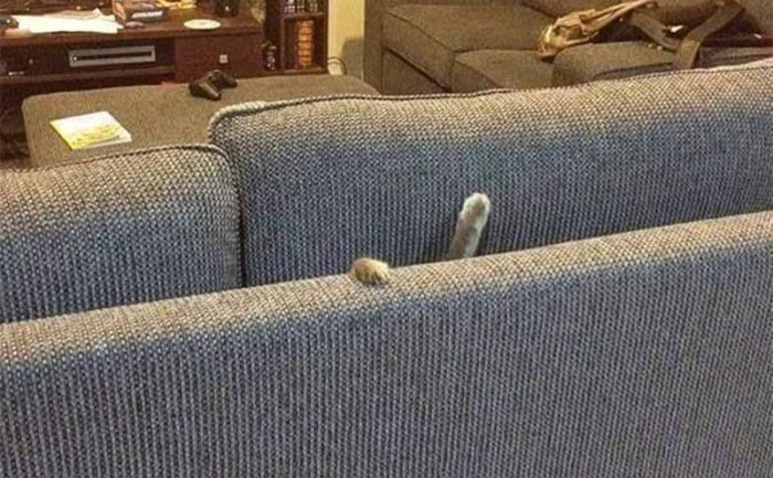 A cat’s paws sticking out from in between couch cushions 