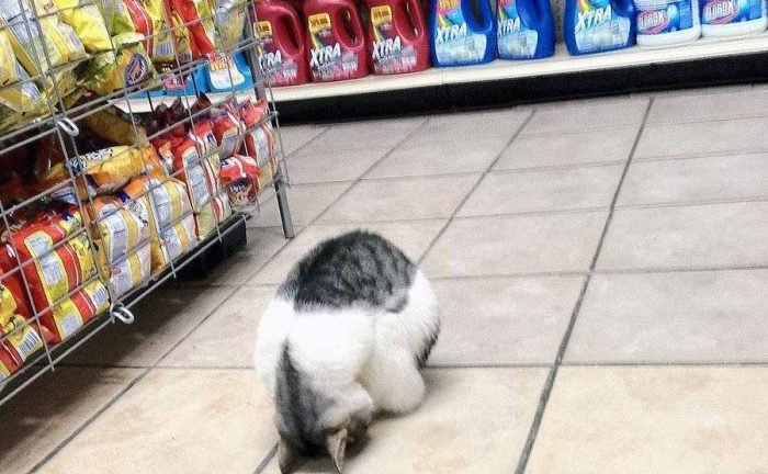 A cat curled up in a ball next to a display of potato chips and another one of laundry detergent at the food store 