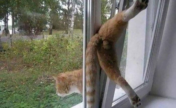 A cat stuck hanging out of a window that is partially open 