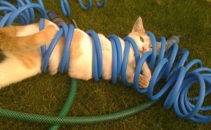 A cat tangled up in a garden house 