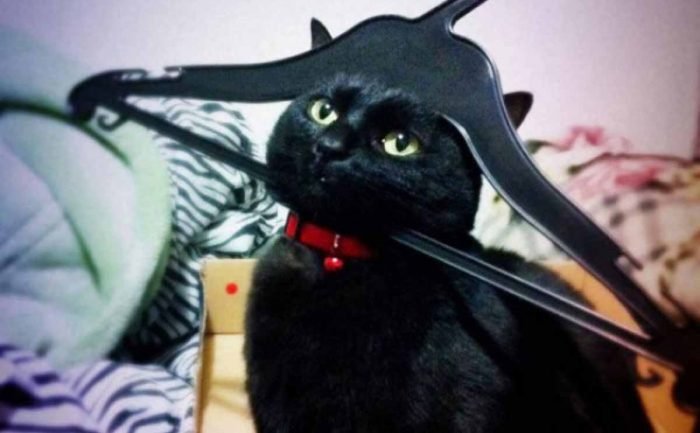 A black cat with his head stuck in a coat hanger 