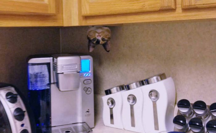 A kitchen counter with a cat’s head peeking down 