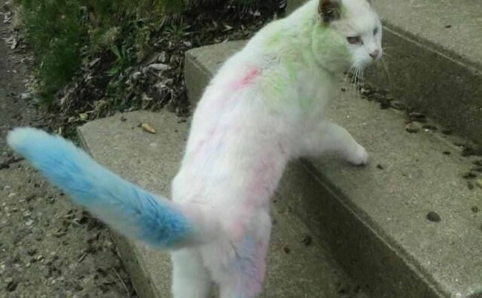 A white cat with florescent pink green and blue color in his fur walking on concrete steps 