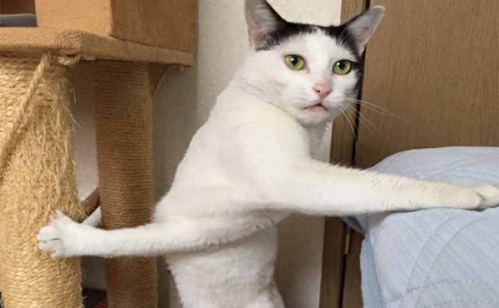 A cat with his paws crossed, one on the bed and one on the scratching post 