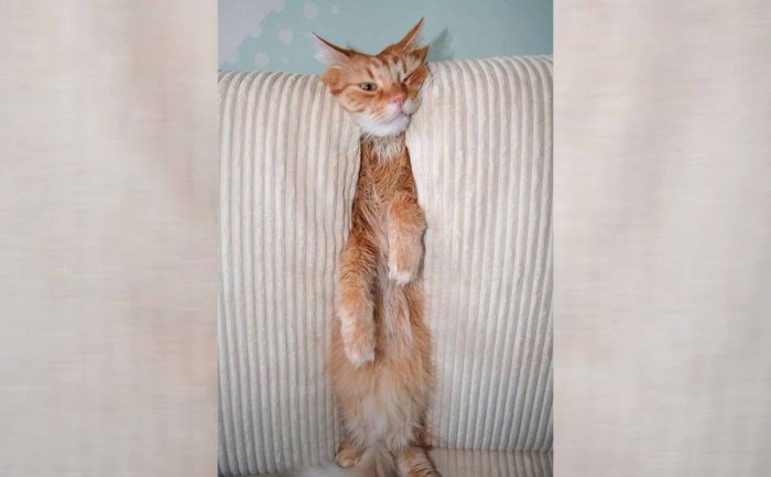 A cat squeezed in between two back couch cushions 