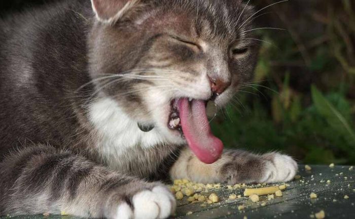 A cat sitting in front of food with his tongue out as if he didn’t like what he ate 