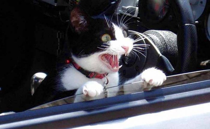 A cat with his head sticking out of a car window with a shocked look in his face