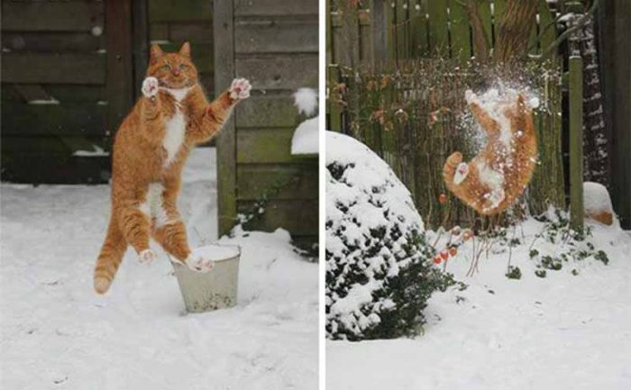 A cat mid air next to the same cat mid air with a snowball in his face 
