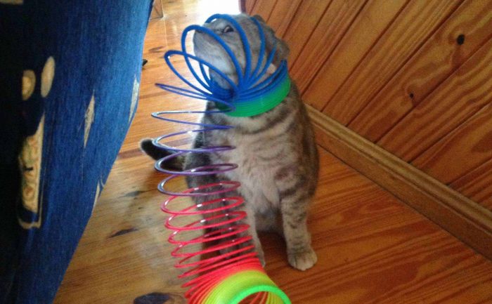 A cat with his head stuck in a colorful slinky 