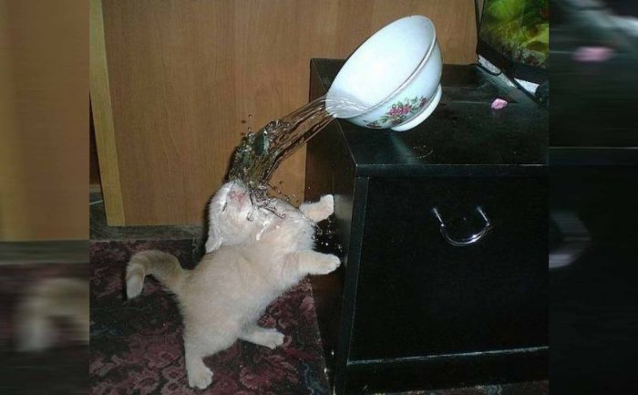 A cat up against a nightstand with a bowl of water falling on him 