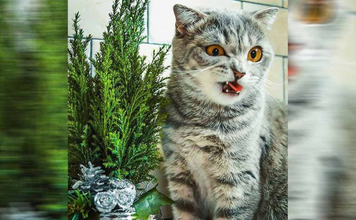 A cat with a funny face standing next to a plant 