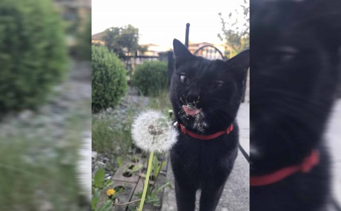 A cat eating the white fuzzy pollen from a dandelion