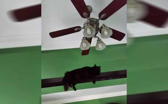 A cat hanging out on a ceiling support beam