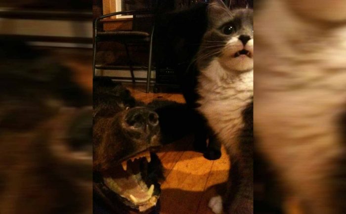 A bear rug showing his teeth with a scared looking cat next to him 