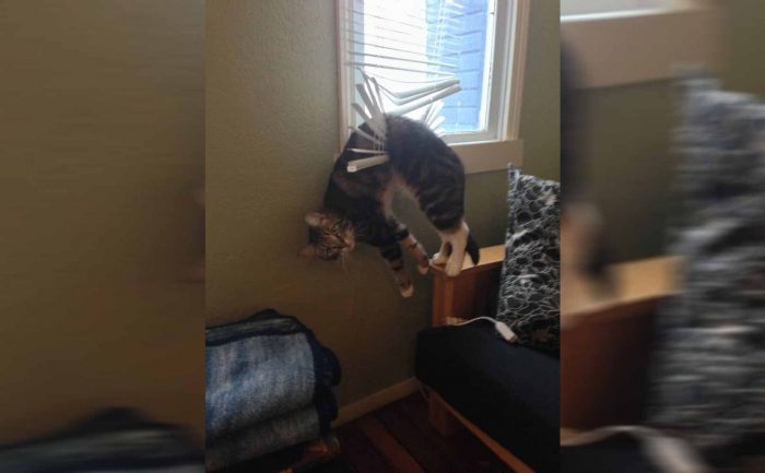 A cat stuck in the window blinds 