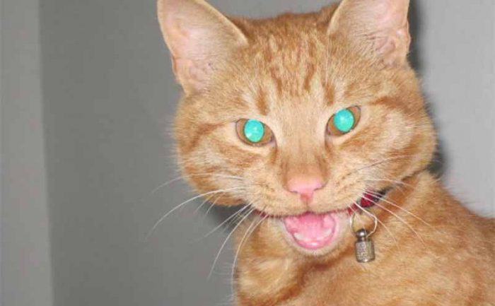 A cat looking scared with glowing green eyes 