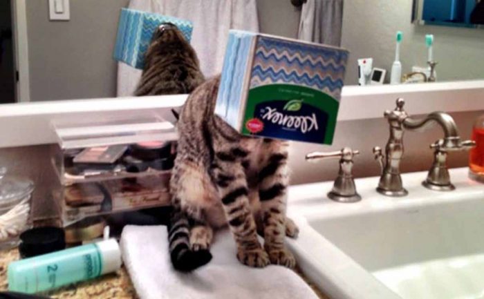 A cat with his head stuck in a square Kleenex box 