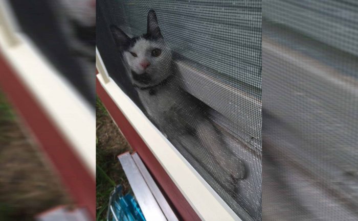 A cat stuck in between a screen window and the window which is cracked open a drop 