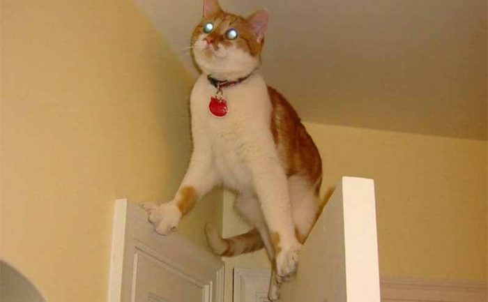 A cat propped up in between the frames of an open door and a closed door 