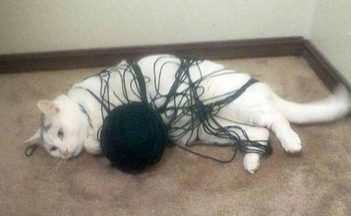 A cat tangled up in a ball of yarn 