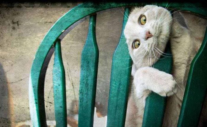 A cat with his head stuck in between the wooden spokes in the back of a chair 