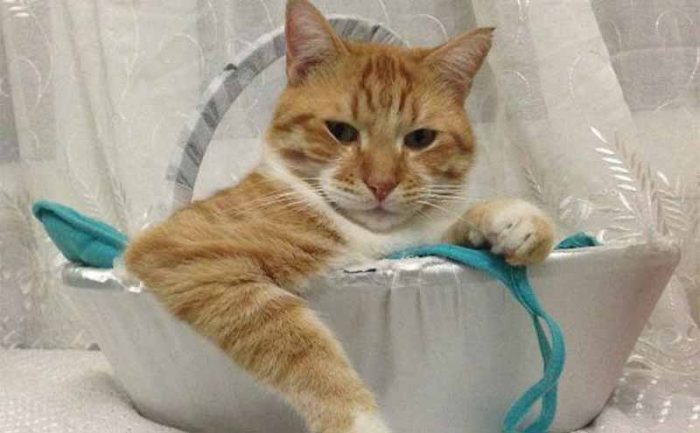 A cat sitting inside of a sewing basket on a lace background