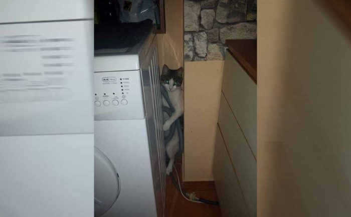 A cat stuck behind a washing machine tangled in the hose