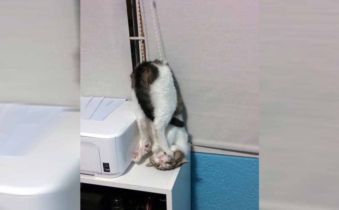A cat tangled in strings that open the blinds while hanging upside down 