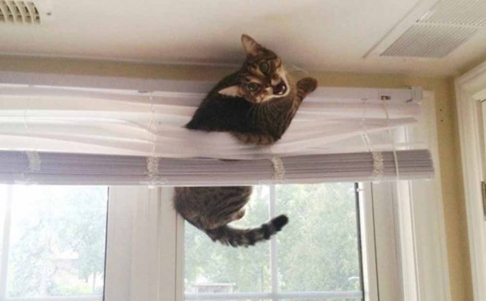 A cat tangled in between blinds which are closed while looking scared 