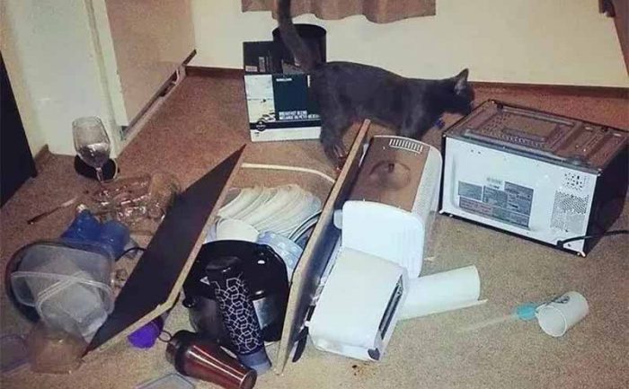 A cat walking around a knocked over shelf that contained a microwave and other kitchen stuff  