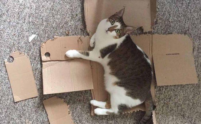 A cat sitting inside of a broken cardboard box