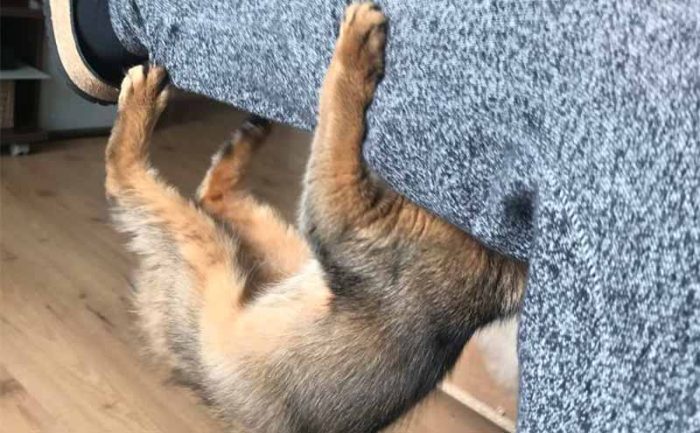 A cat hanging onto a woman’s leg 