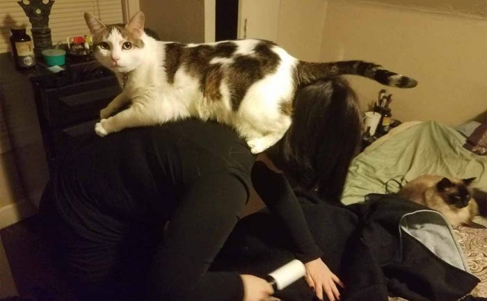 A woman cleaning fur off of a jacket with the cat sitting on her back 