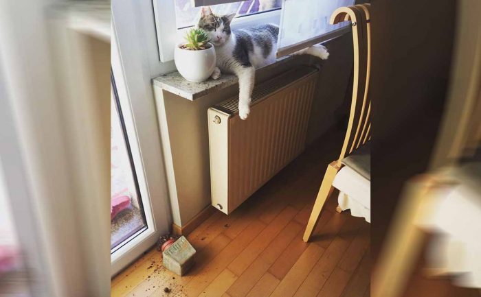 A cat hanging off of a windowsill with a plant having fallen on the floor 