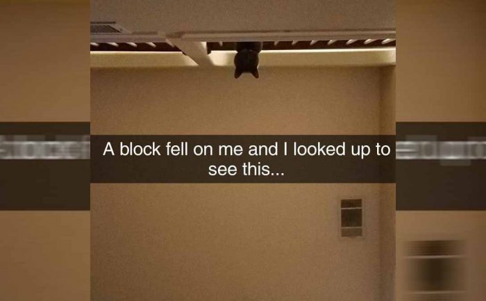 A cat peeking his head out from behind a widow 