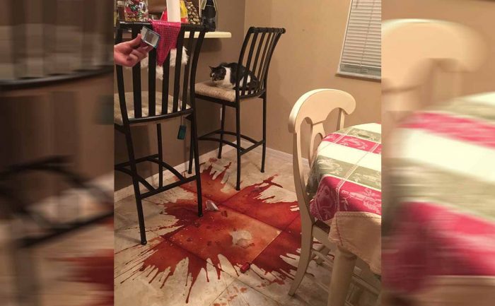 A broken bottle of red wine all over the floor with a cat sitting innocently on a kitchen chair 
