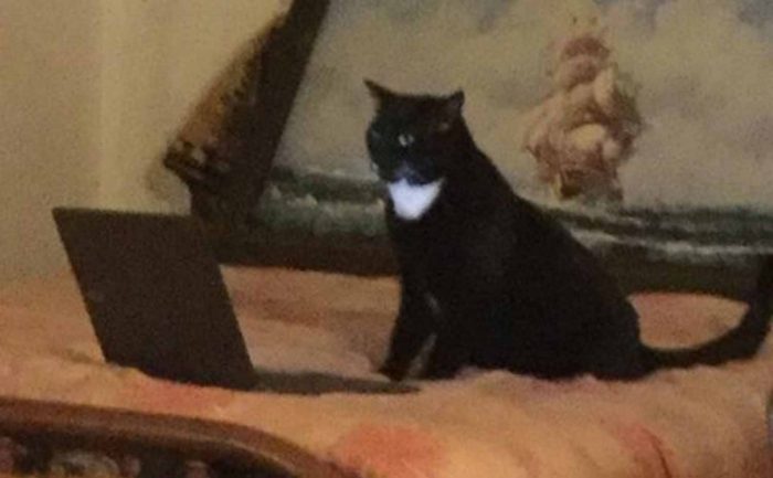 A cat sitting in front of a laptop on a bed 