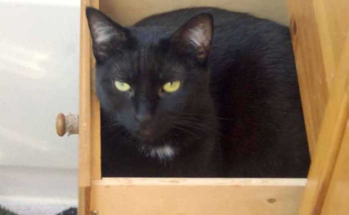 A cat hanging out inside of a drawer 