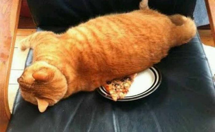 A cat lying on a chair with a slice of pizza on a plate underneath her 