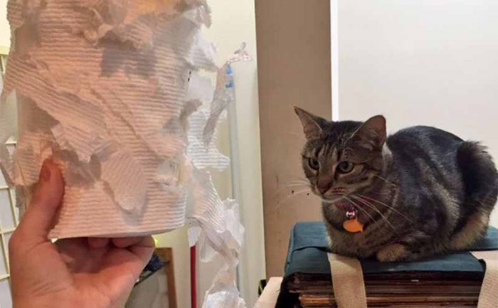 A cat looking at a roll of torn up paper towels 