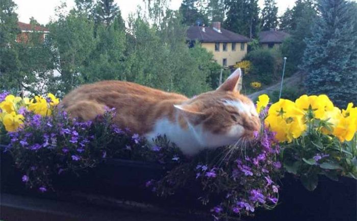 A cat hanging out inside of a bed of flowers on a patio railing 
