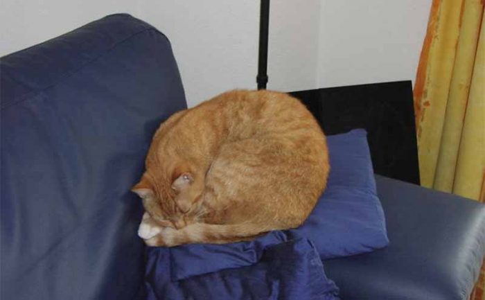A cat curled up and sleeping on someone’s pillow 