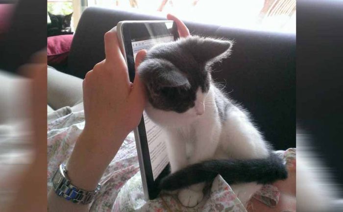 A person using her ipad with a kitten sitting directly in front of it on her chest 