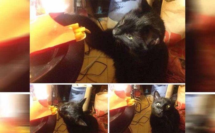A cat grabbing some French fries and then looking up at the camera realizing they got caught 