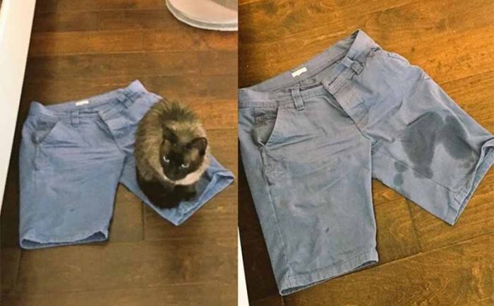 A cat sitting on a pair of jeans next to a photo of the pants after he moved with a wet spot  