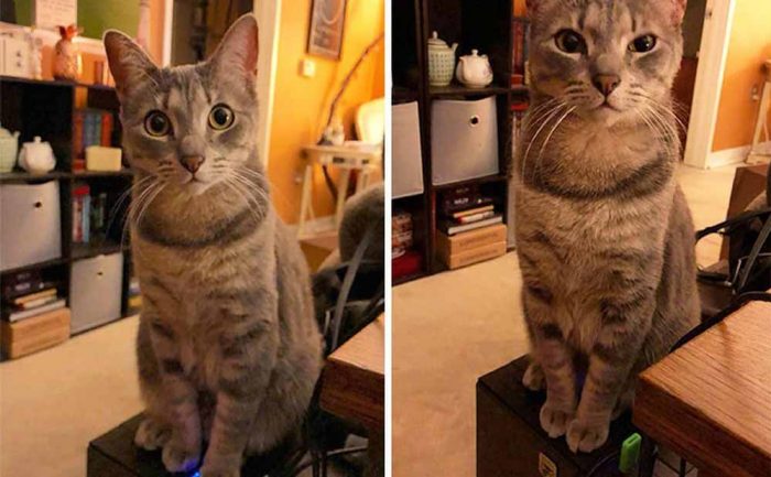 A photograph of a cat sitting on top of a desktop computer 